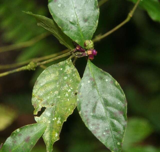 Psychotria gracilenta Müll. Arg. resmi