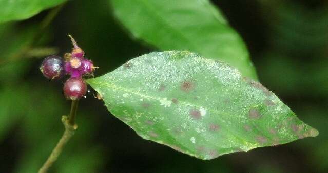 Psychotria gracilenta Müll. Arg. resmi