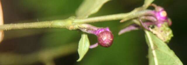 Psychotria gracilenta Müll. Arg. resmi