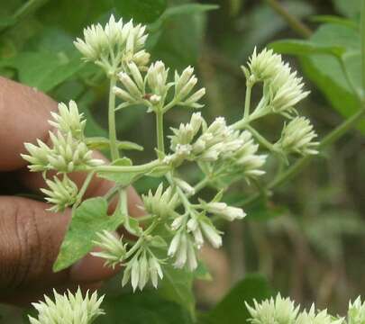 Image of Asteraceae