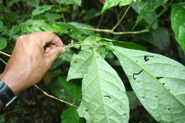 Imagem de Aegiphila costaricensis Moldenke