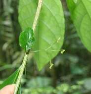 Imagem de Aegiphila costaricensis Moldenke