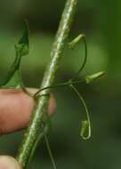 Imagem de Aegiphila costaricensis Moldenke