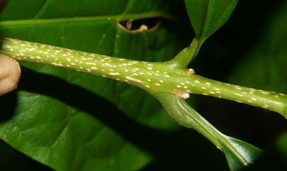 Image of Aegiphila costaricensis Moldenke