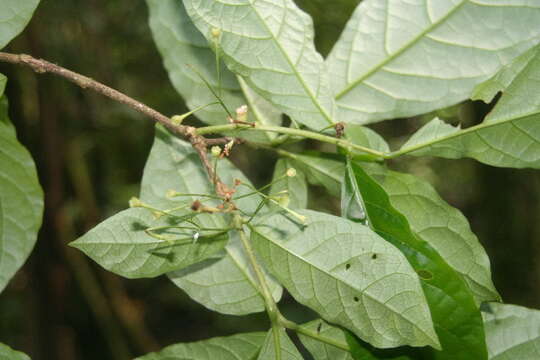 Image of Aegiphila costaricensis Moldenke