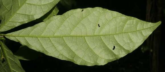 صورة Aegiphila costaricensis Moldenke