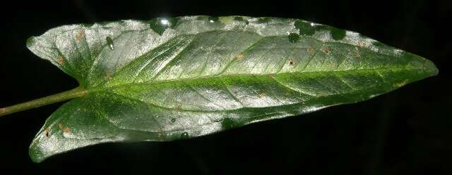 Image of Araceae