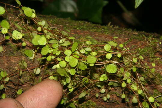 Image of Peperomia matlalucaensis C. DC.