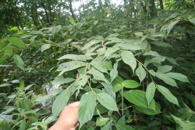 Image of Cordia bicolor A. DC. ex DC.