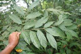 Image of Cordia bicolor A. DC. ex DC.