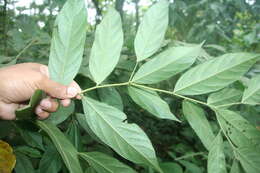 Image of Cordia bicolor A. DC. ex DC.