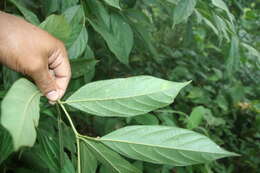 Image of Cordia bicolor A. DC. ex DC.