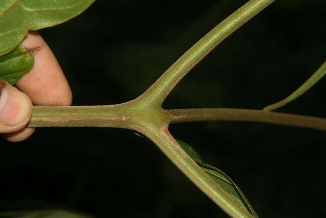 Image of Cordia bicolor A. DC. ex DC.