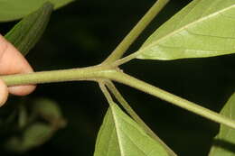 Image of Cordia bicolor A. DC. ex DC.