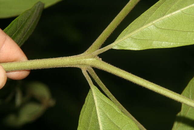 Image of Cordia bicolor A. DC. ex DC.