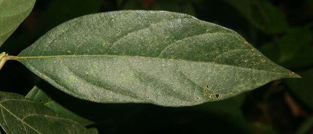 Image of Cordia bicolor A. DC. ex DC.