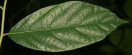 Image of Cordia bicolor A. DC. ex DC.