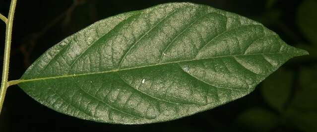 Image of Cordia bicolor A. DC. ex DC.