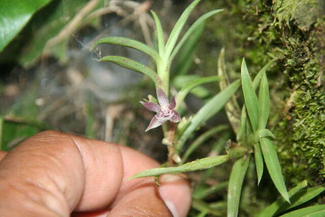 Dichaea panamensis Lindl.的圖片