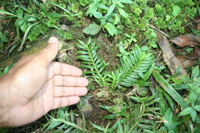 Dichaea panamensis Lindl.的圖片