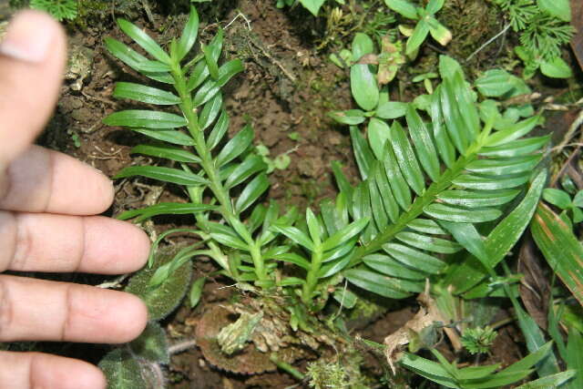 Dichaea panamensis Lindl.的圖片