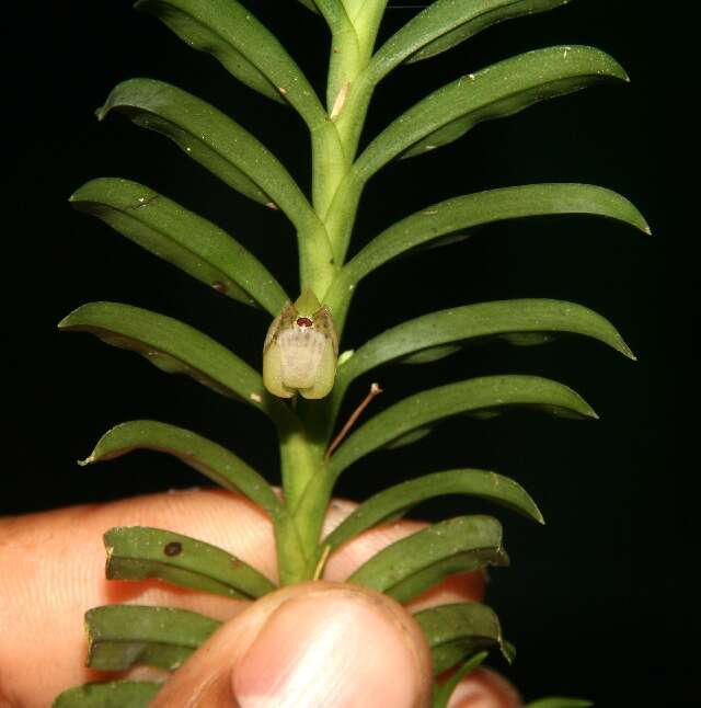 Dichaea panamensis Lindl.的圖片