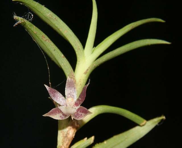 Dichaea panamensis Lindl.的圖片