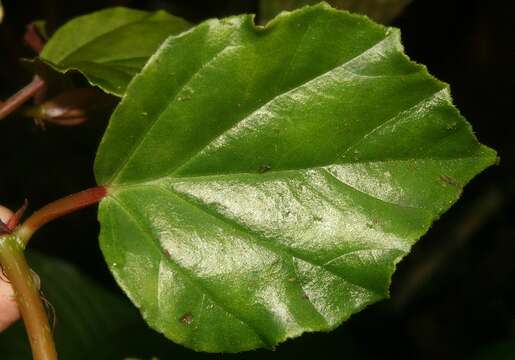 Image of begonia