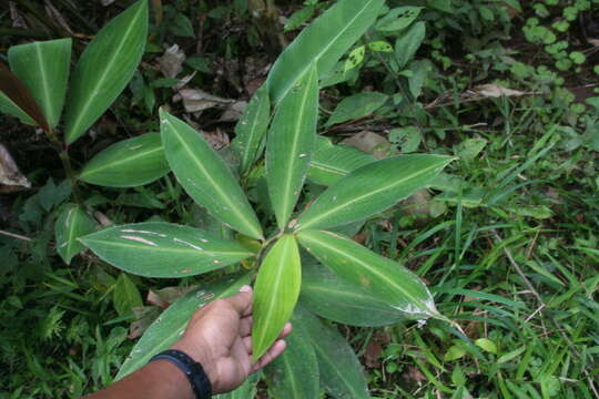 Image of Costus laevis Ruiz & Pav.