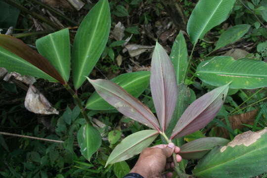 Image of Costus laevis Ruiz & Pav.