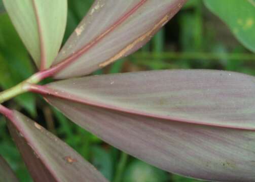 Image of Costus laevis Ruiz & Pav.