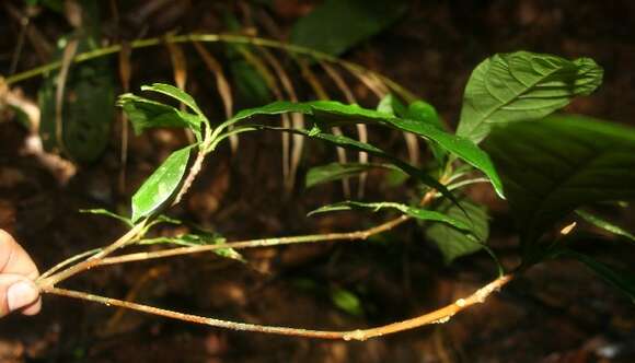 Image of Sideroxylon contrerasii (Lundell) T. D. Penn.