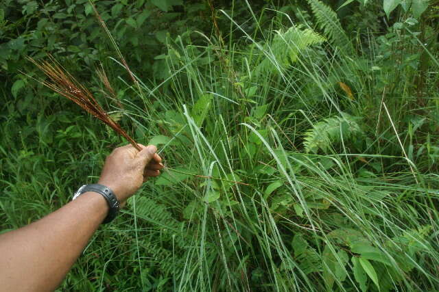 Plancia ëd Andropogon bicornis L.