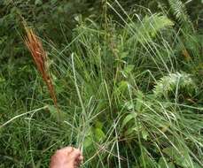 Plancia ëd Andropogon bicornis L.