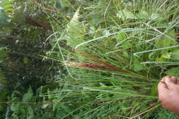 Plancia ëd Andropogon bicornis L.