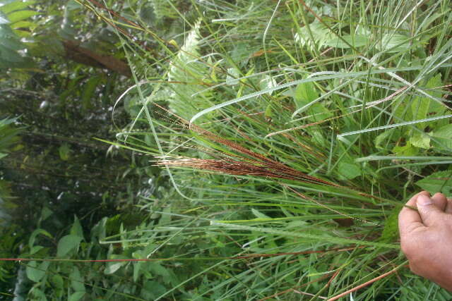 Plancia ëd Andropogon bicornis L.