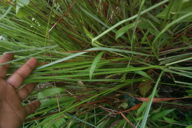 Plancia ëd Andropogon bicornis L.