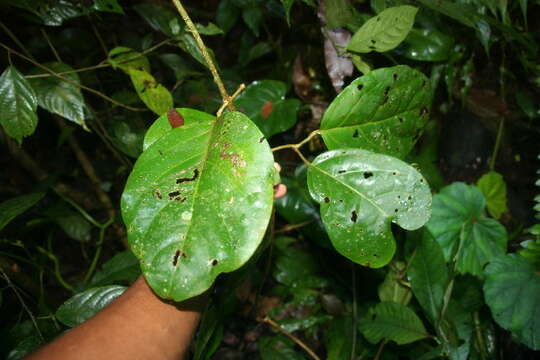 Image of Tanaecium pyramidatum (Rich.) L. G. Lohmann