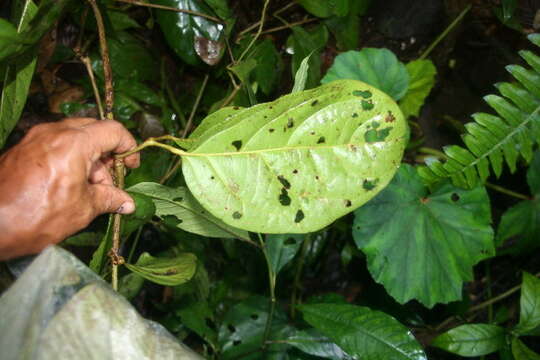 Image of Tanaecium pyramidatum (Rich.) L. G. Lohmann