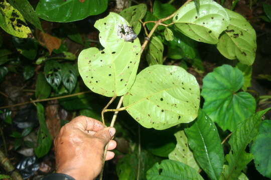 Image of Tanaecium pyramidatum (Rich.) L. G. Lohmann