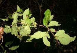 Image of Tetrapterys discolor (G. Meyer) DC.