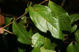 Image of Tetrapterys discolor (G. Meyer) DC.