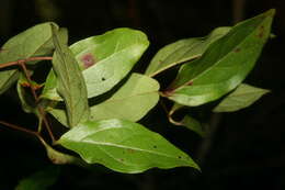 Image of Tetrapterys discolor (G. Meyer) DC.