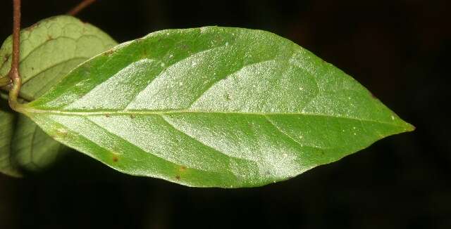 Image of Tetrapterys discolor (G. Meyer) DC.