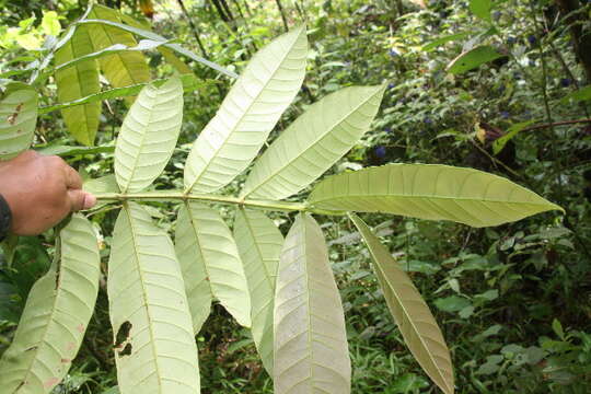 Image of Guarea pterorhachis Harms