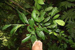 Image of Pimenta guatemalensis (Lundell) Lundell