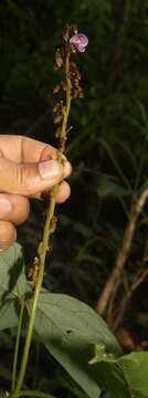 Image of Pachyrhizus ferrugineus (Piper) M. Sorensen