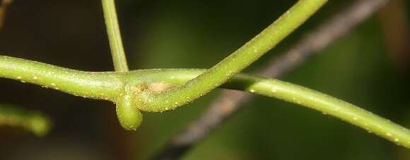 Image of Pachyrhizus ferrugineus (Piper) M. Sorensen