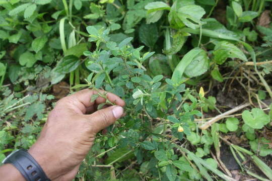 Imagem de Sida rhombifolia L.