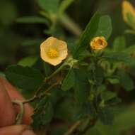 Imagem de Sida rhombifolia L.